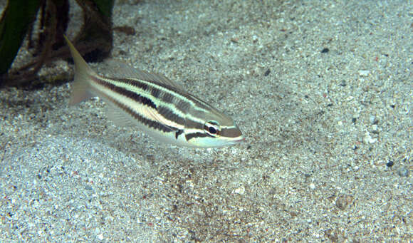 Image of Three-striped whiptail