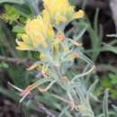 Image of Castilleja galehintoniae G. L. Nesom