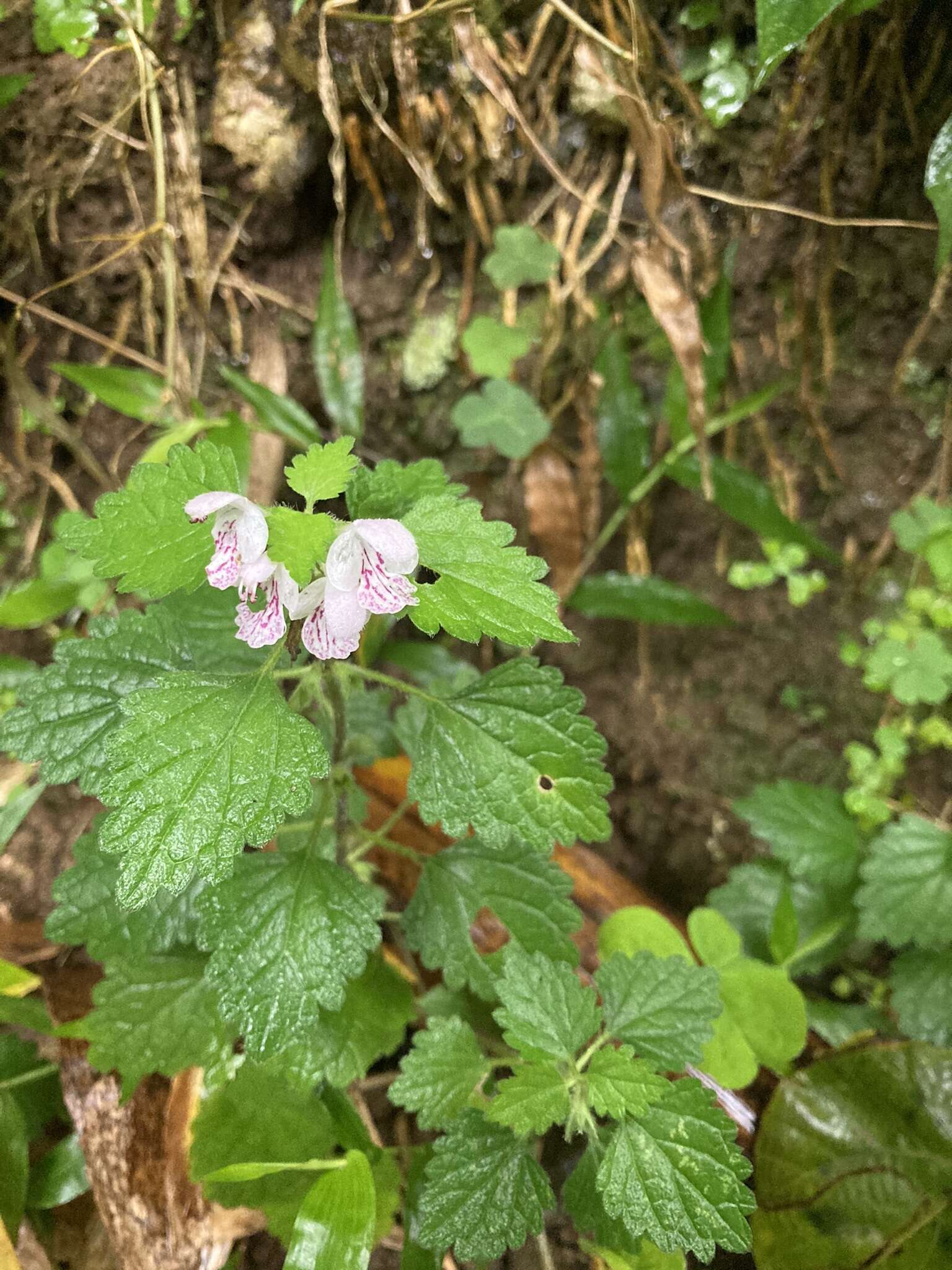 Matsumurella tuberifera (Makino) Makino的圖片