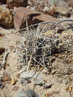 Image of Pima Pineapple Cactus