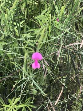 Plancia ëd Indigofera filifolia Thunb.