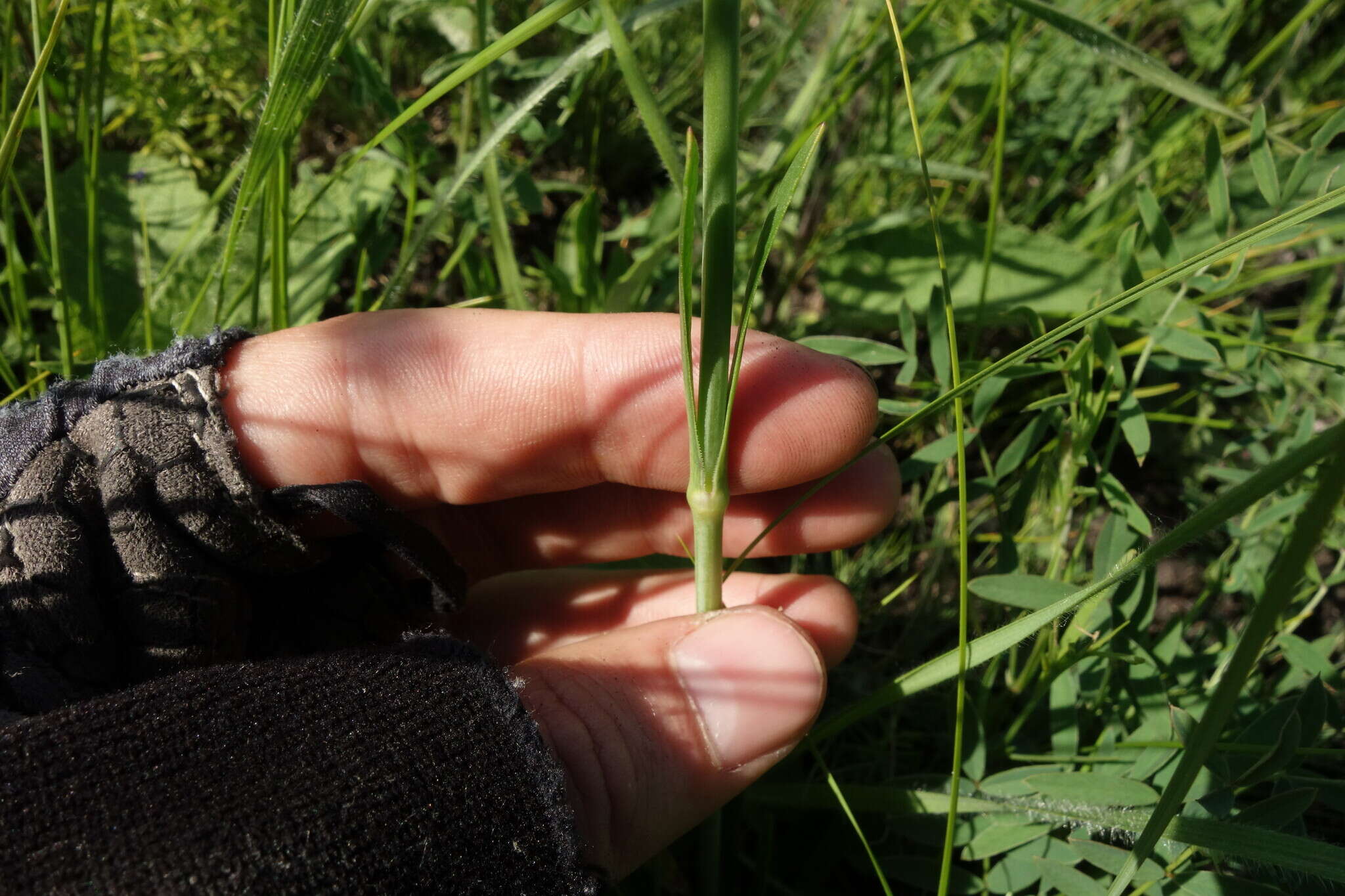 Image de Silene chlorantha (Willd.) Ehrh.