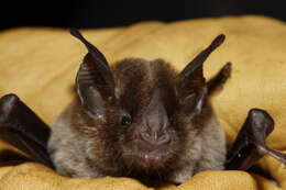 Image of Niceforo's Big-eared Bat