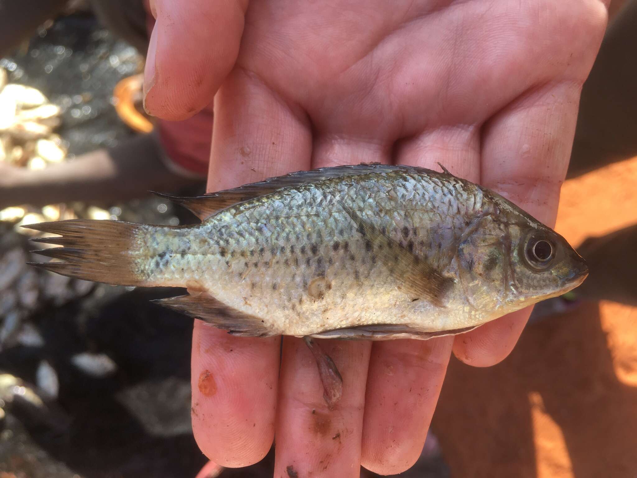 Image of Jipe tilapia