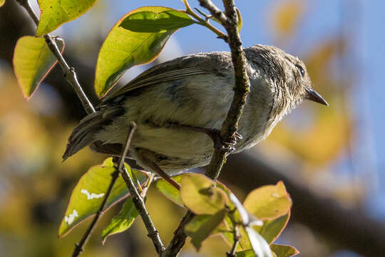 Image of warbler-finch