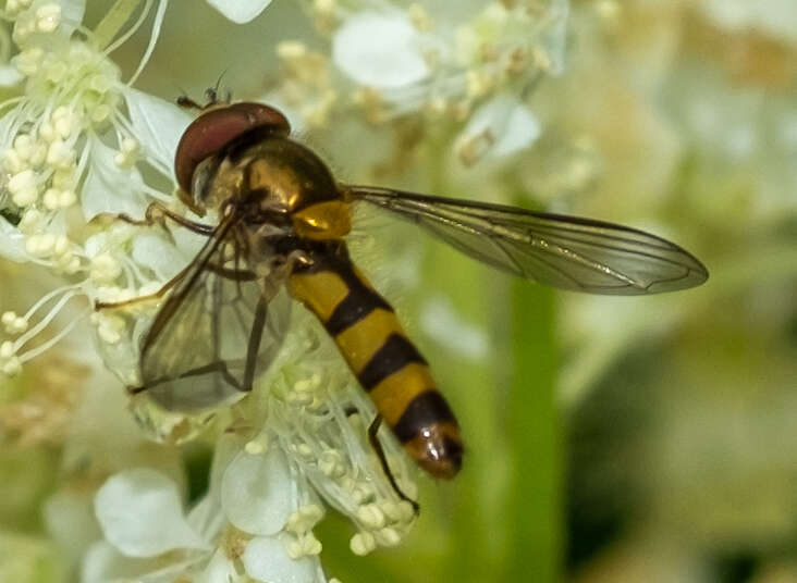 Image of Banded Meliscaeva