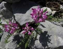 Image of pink lousewort