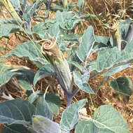 Imagem de Datura wrightii Hort. ex Regel