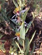 Image of gray aster