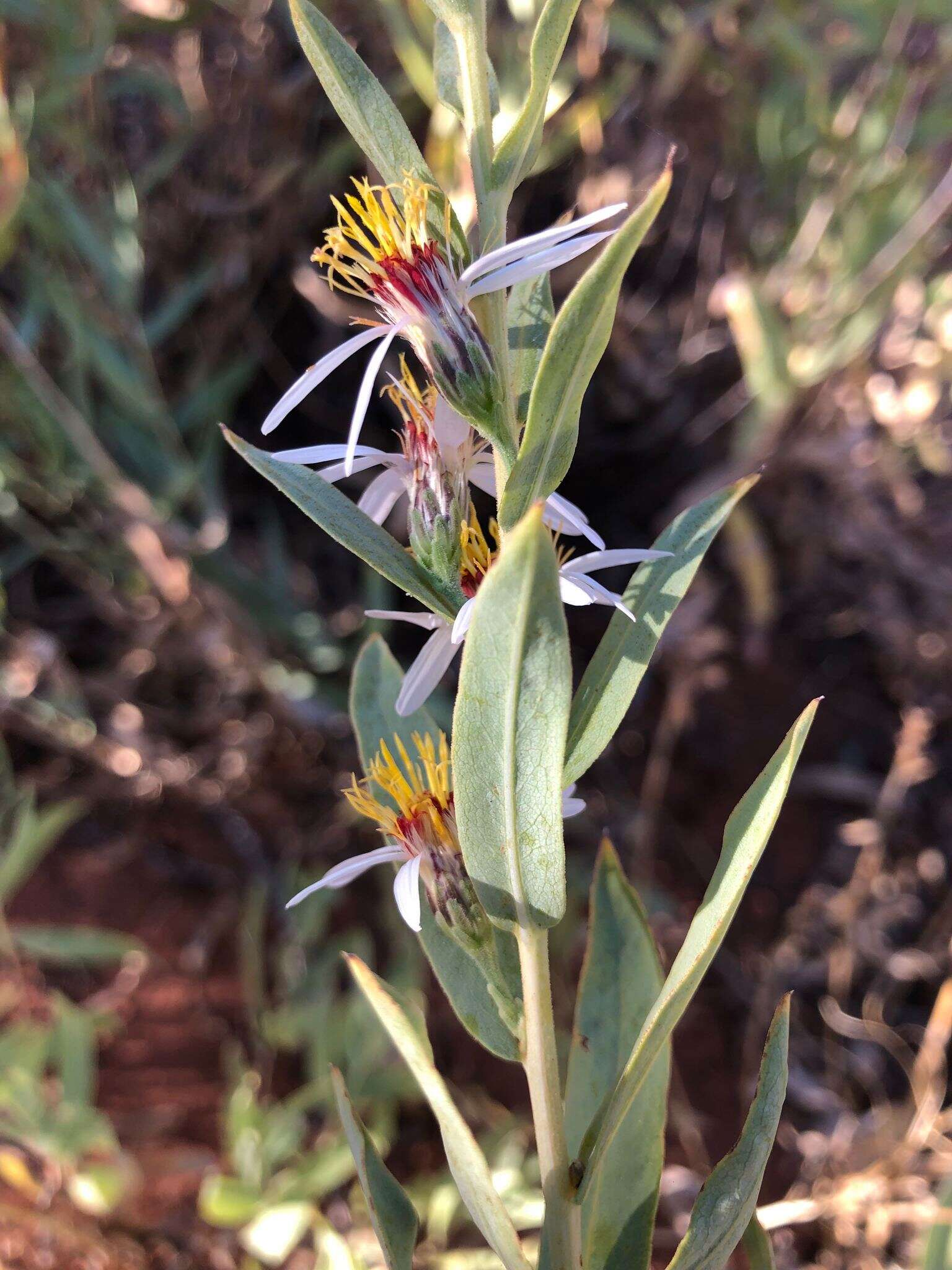 Image of gray aster