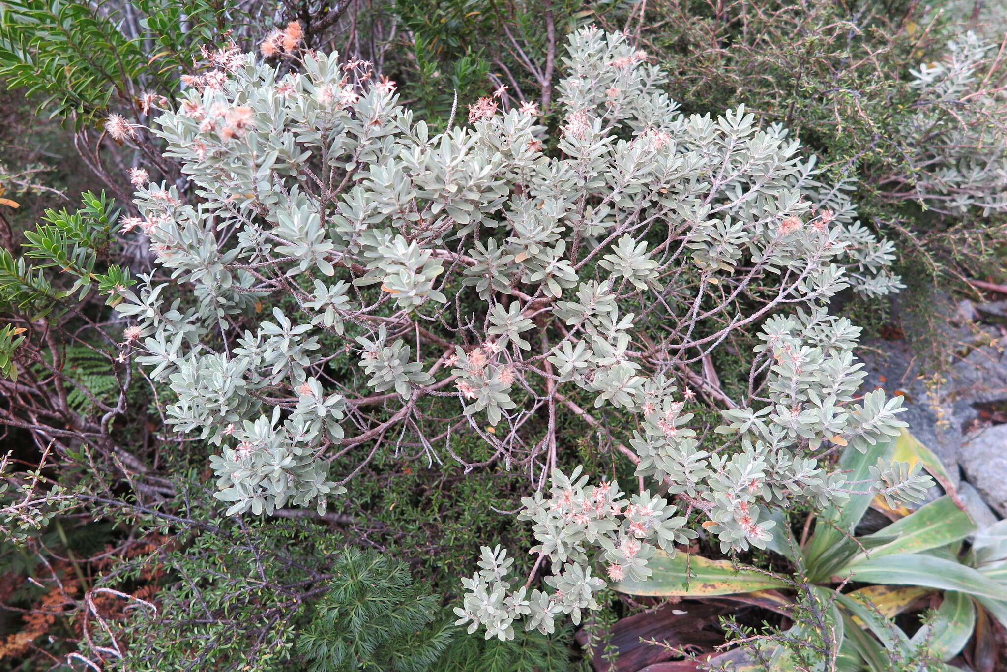 Image of Olearia moschata Hook. fil.