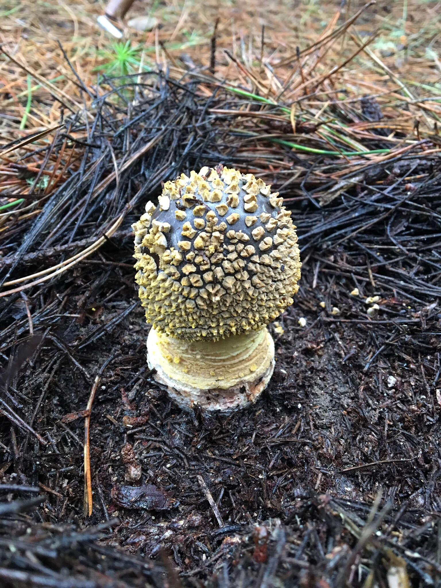 Image of Amanita augusta Bojantchev & R. M. Davis 2013