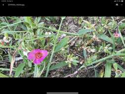 Image of Paraguayan purslane