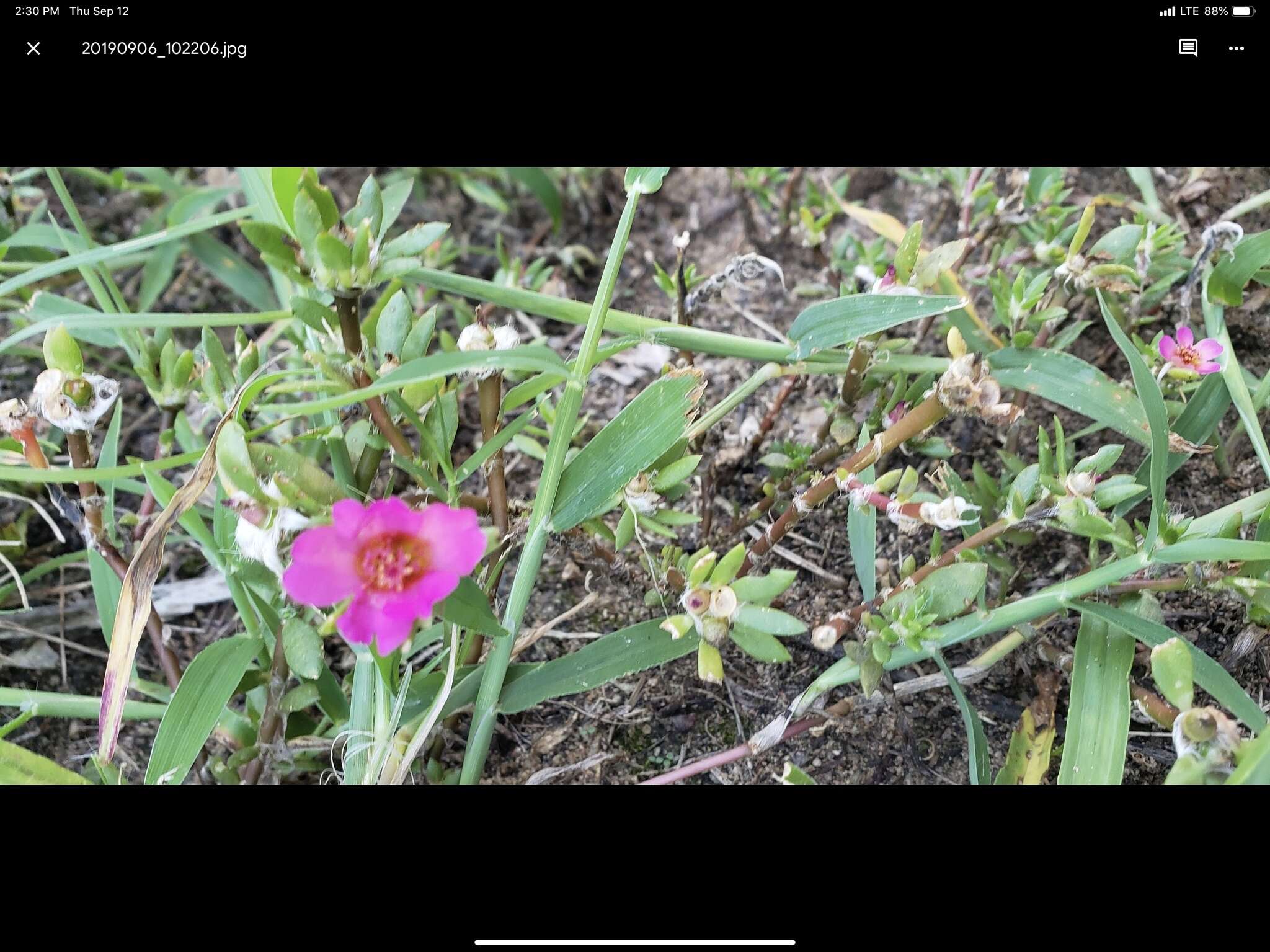 Image of Paraguayan purslane