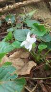 Image of sweet violet