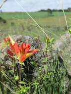 Image of Santa Catalina Indian paintbrush