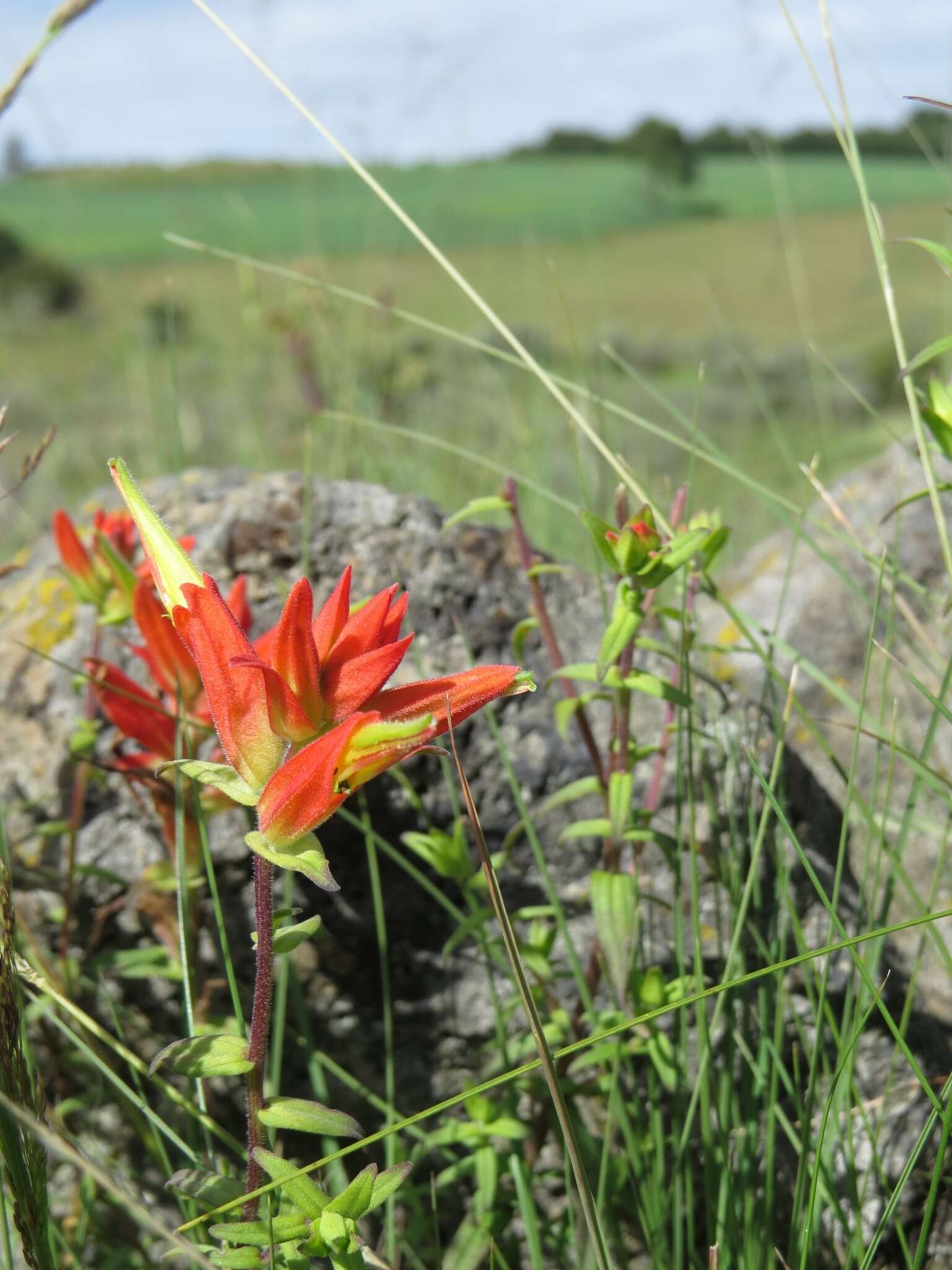 Image of Santa Catalina Indian paintbrush