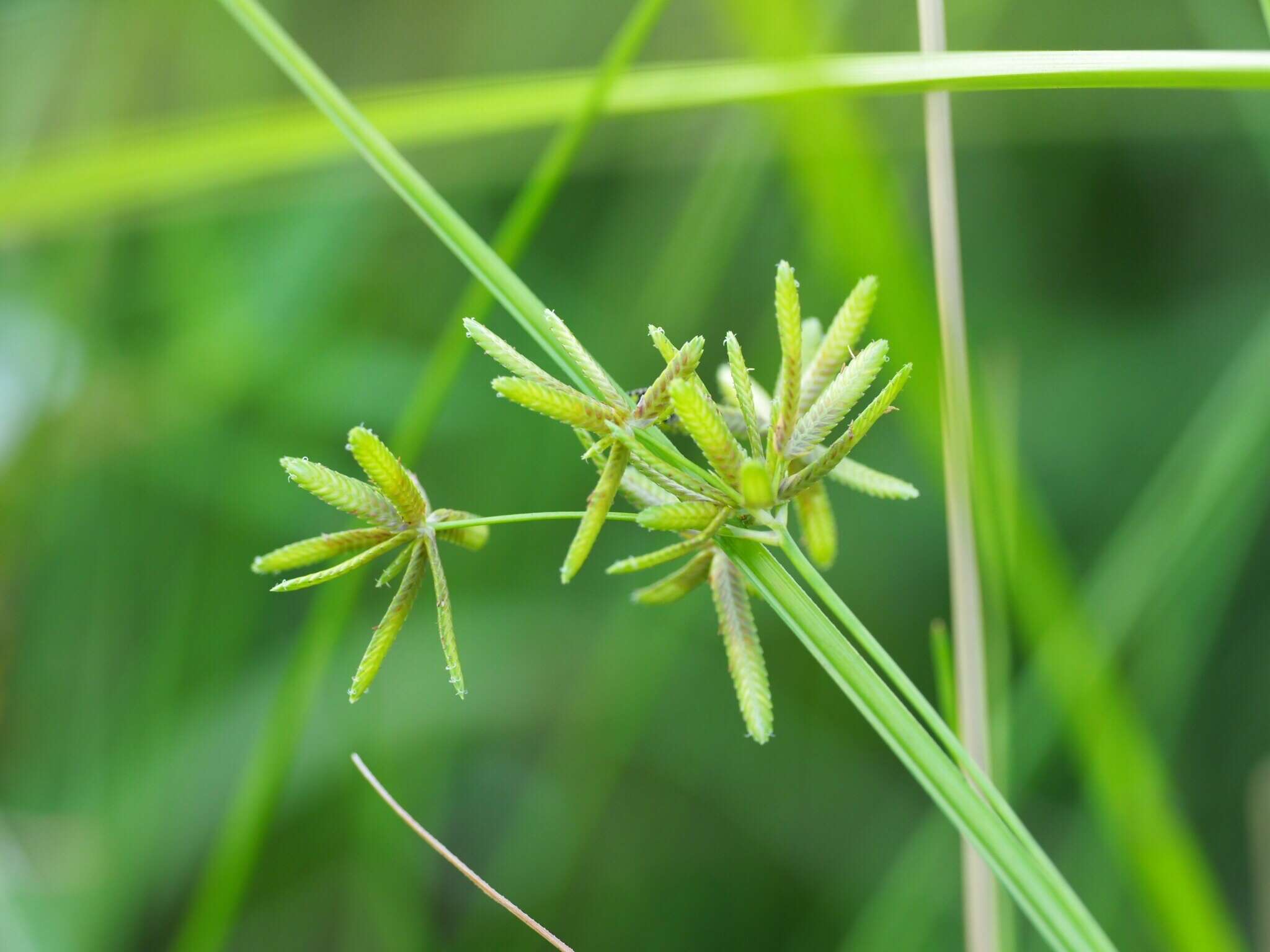 Image of Pond Flat Sedge