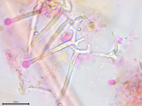 Image of Tubulicrinis accedens (Bourdot & Galzin) Donk 1956