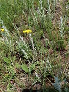 Imagem de Helichrysum aureonitens Sch. Bip.