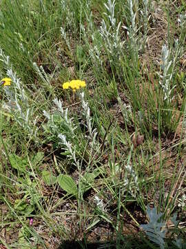 Sivun Helichrysum aureonitens Sch. Bip. kuva