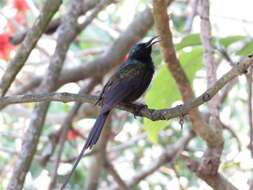 Image of Bronze Sunbird