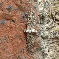 Image of narrow-winged pug