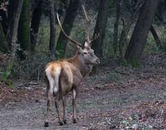 Image of <i>Cervus elaphus italicus</i>