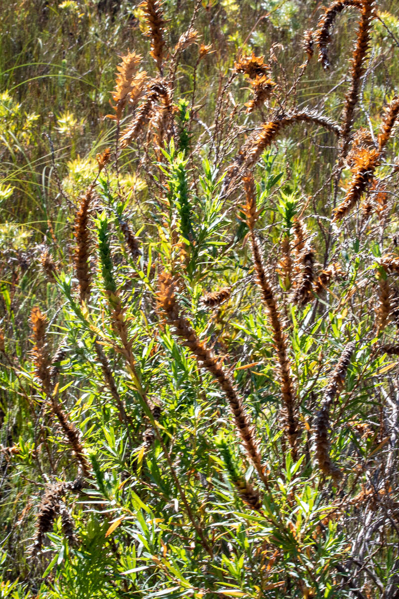 Image of Cliffortia heterophylla Weim.