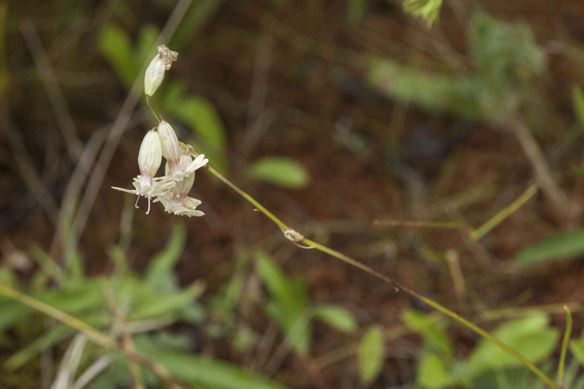 Image of Silene graminifolia Otth