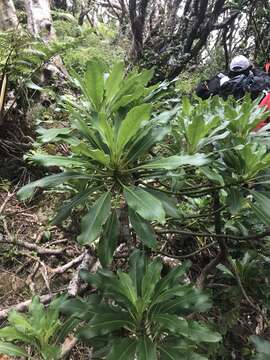 Image de Clermontia oblongifolia Gaudich.