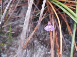 Image de Utricularia barkeri R. W. Jobson