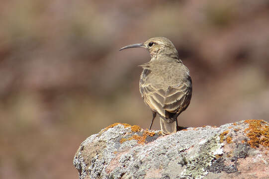 Image of Slender-billed Miner