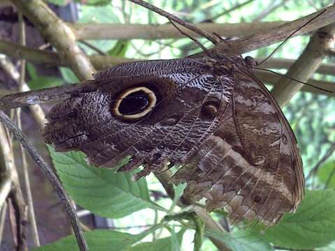 Image of Caligo teucer Linnaeus 1758