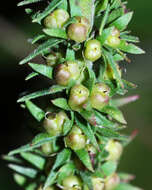 Image of heartleaf speedwell