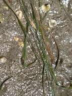 Zostera japonica Asch. & Graebn.的圖片