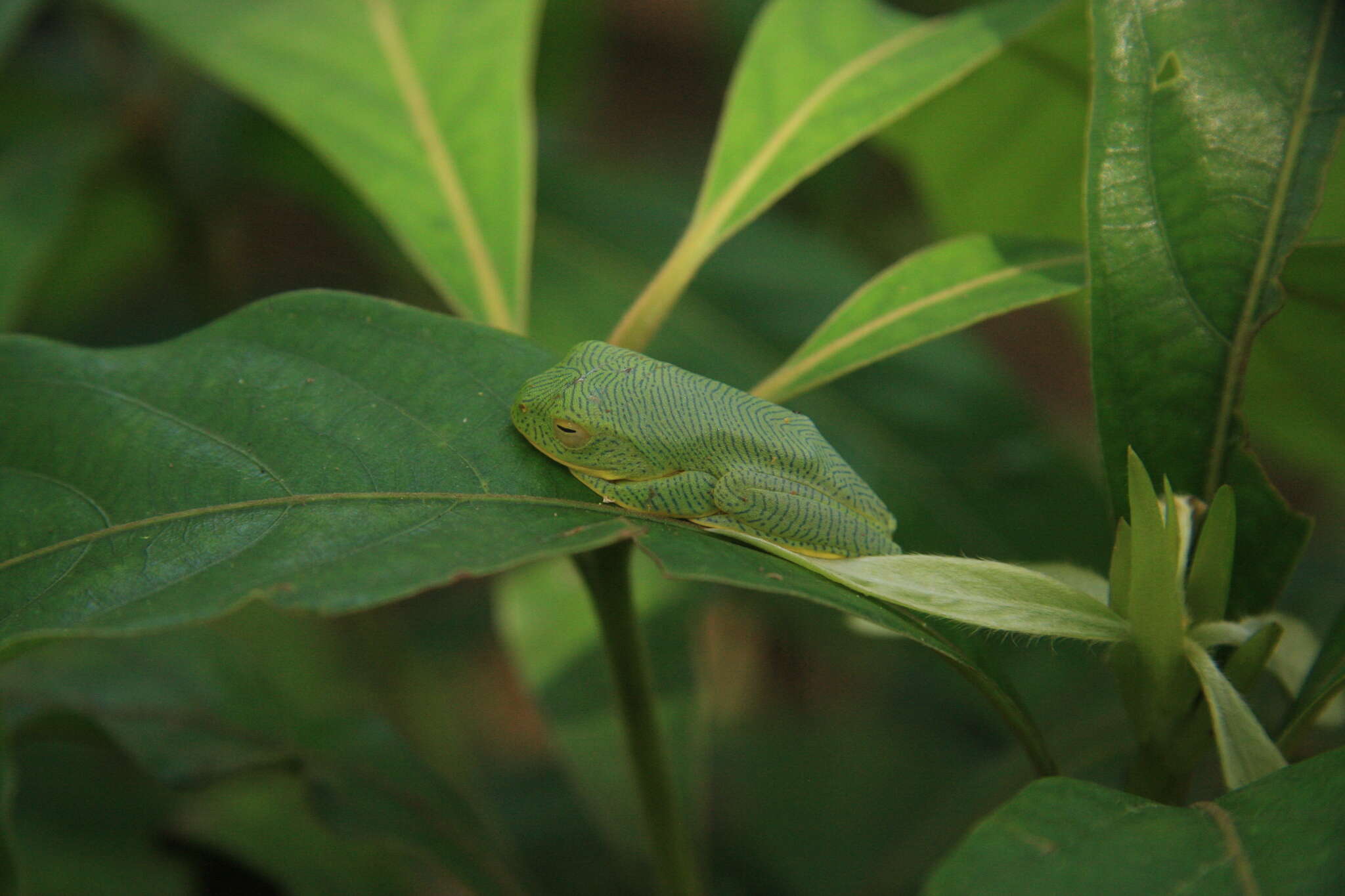 Image of Parachuting frog