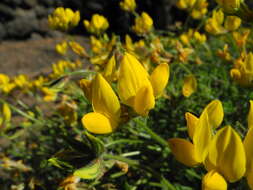 Image de Lotus campylocladus subsp. campylocladus