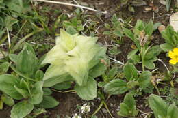 Image of Ajuga lupulina Maxim.