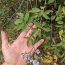 Image of Solanum taeniotrichum Correll