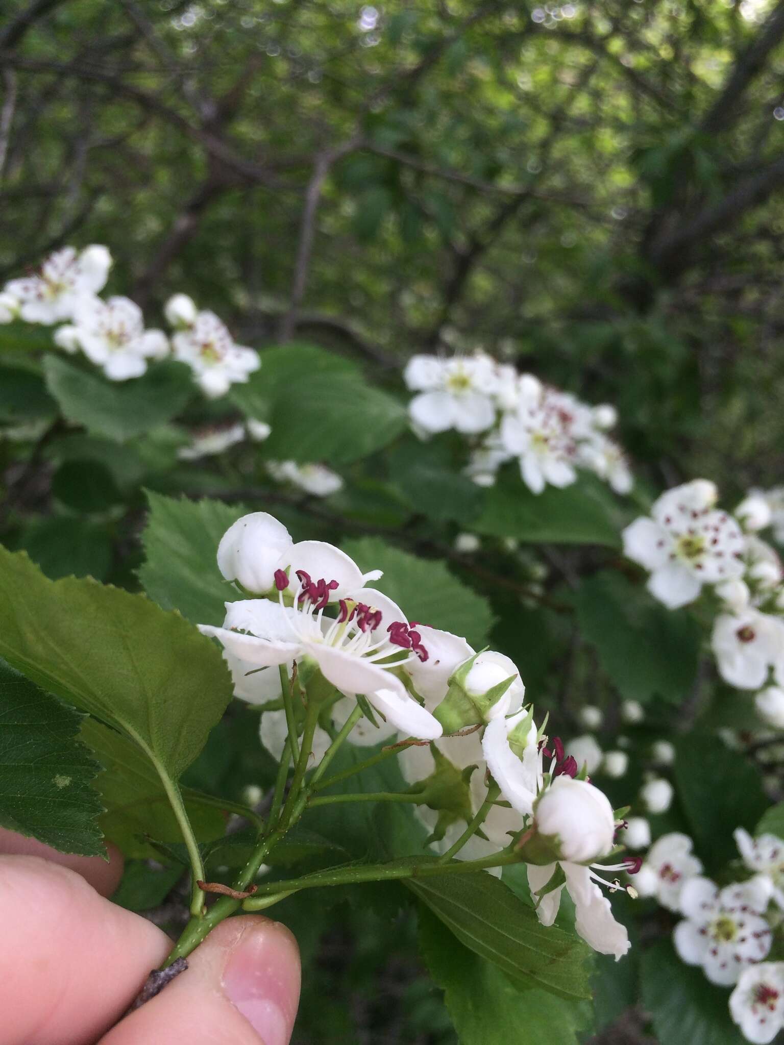 Plancia ëd Crataegus suborbiculata Sarg.