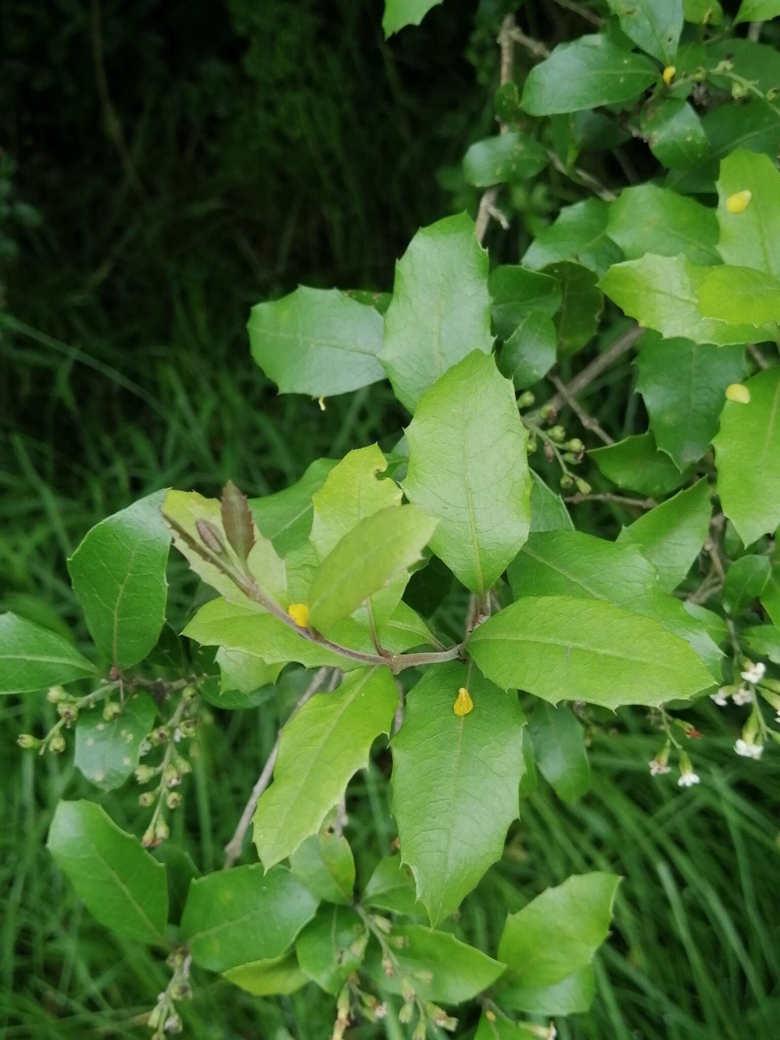 Image of Citharexylum ilicifolium Kunth