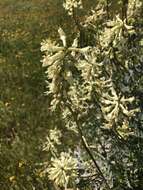 Imagem de Astragalus oxyphysus A. Gray