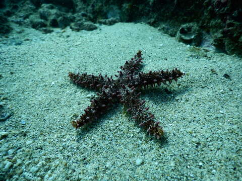 Image de Mithrodia bradleyi Verrill 1867