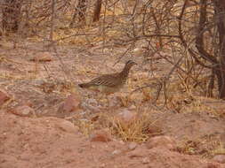 Image of Crested Francolin