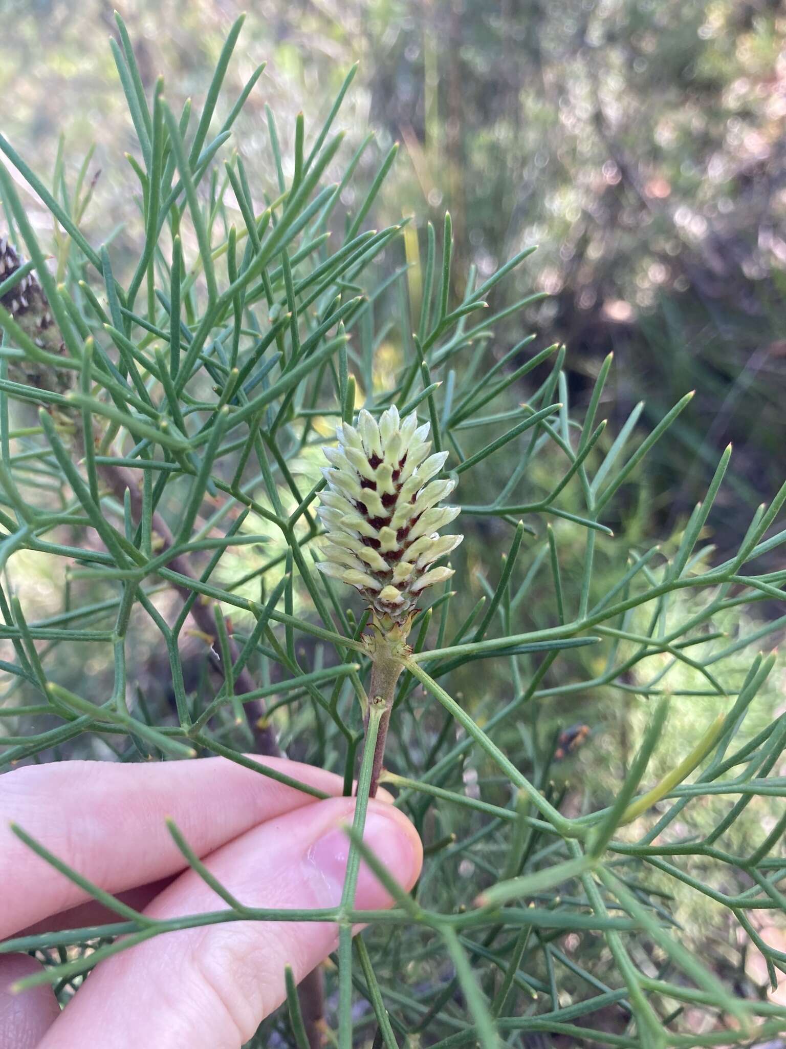 Image of Petrophile sessilis Sieber ex Schult.