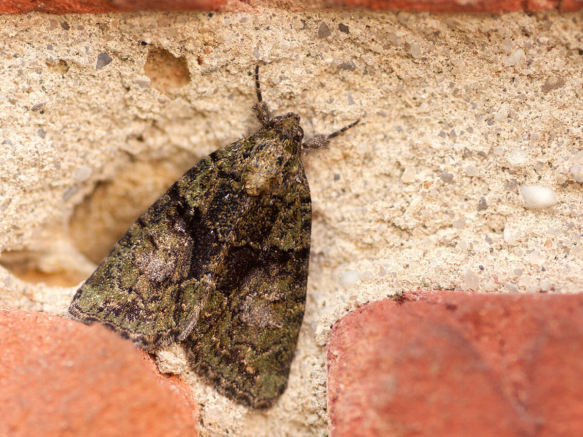 Image of tree-lichen beauty