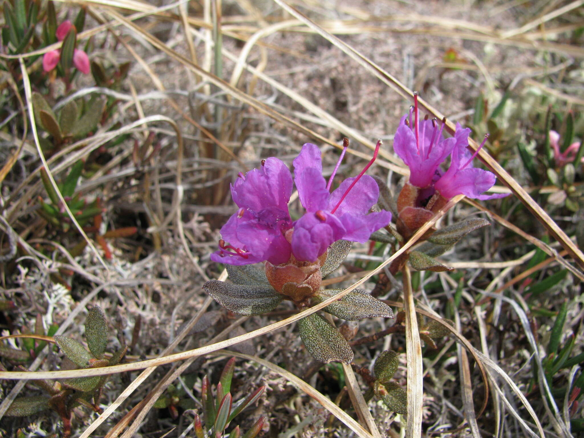 صورة Rhododendron lapponicum (L.) Wahlenb.