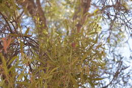 Image of Capparis loranthifolia Lindl.