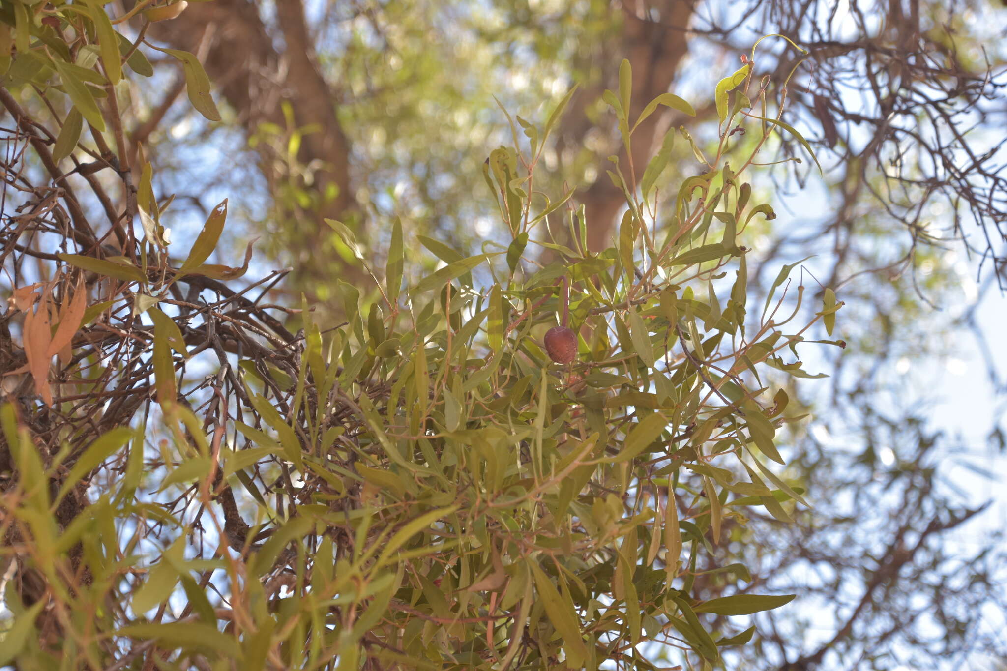 Image de Capparis loranthifolia Lindl.